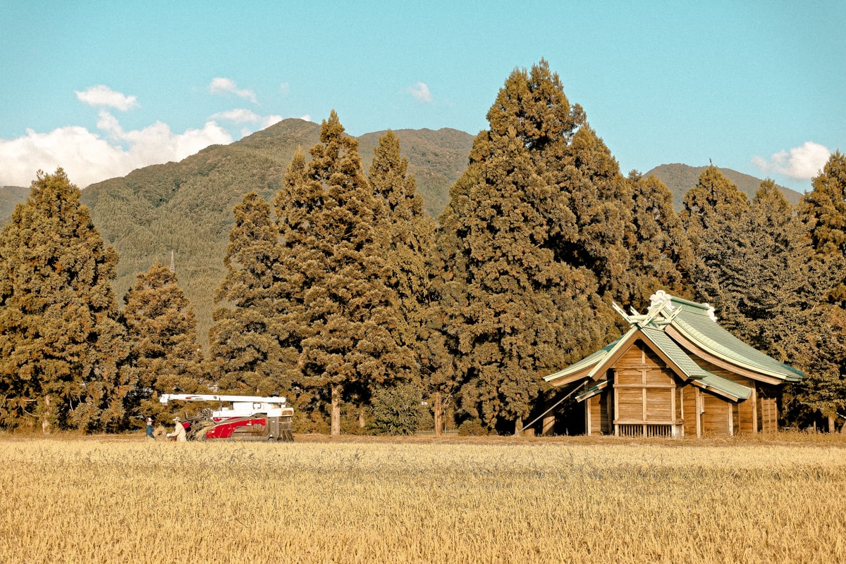 熊野神社裏の田んぼ